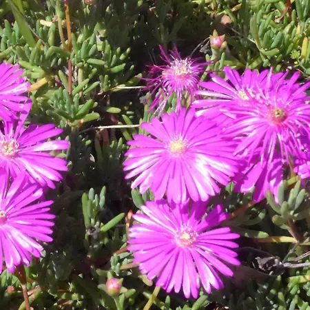 Appartement La Graziosa *