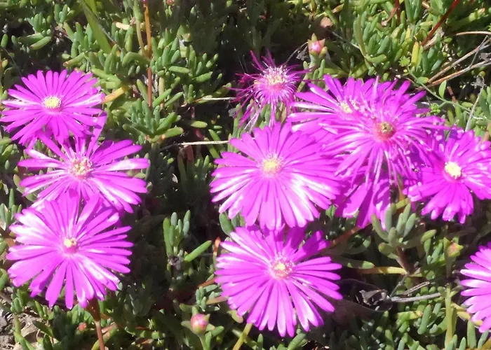 Apartamento La Graziosa *